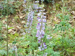 Lupinus caballoanus