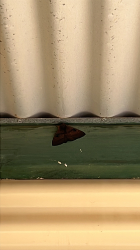 Southern Moon Moth