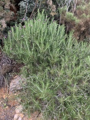 Ptilostemon chamaepeuce