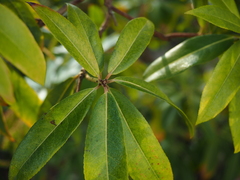 Pieris formosa