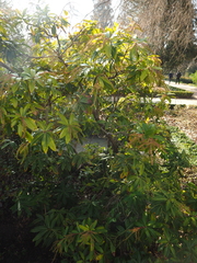 Pieris formosa