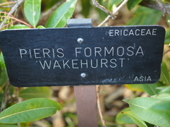 Pieris formosa