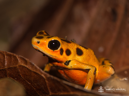 Strawberry Poison Dart Frog, photo 8 of 10