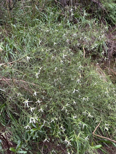 narrow-leaf tailflower