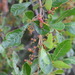 Dwarf Blunt-Leaved Crowberry - Photo (c) Alan Lee, some rights reserved (CC BY-NC), uploaded by Alan Lee