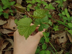 Ampelopsis glandulosa heterophylla