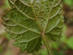 Ampelopsis glandulosa heterophylla