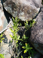 Acanthus ebracteatus