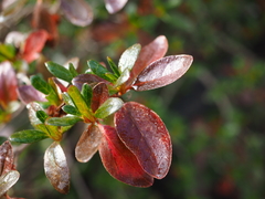 Rhododendron nakaharai