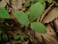 Potentilla freyniana