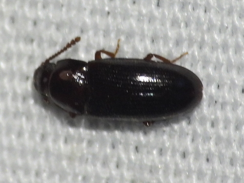 Pharaxonotha, 2026-07-10