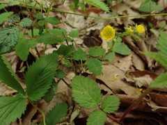 Potentilla freyniana