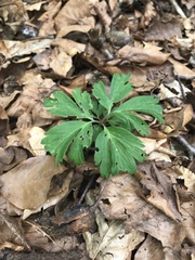 Anemonoides ranunculoides