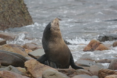 Arctocephalus tropicalis