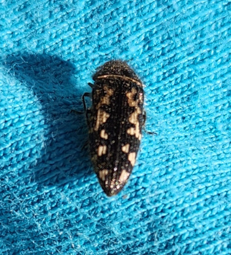 iNaturalist observation photo of Acmaeodera acuta