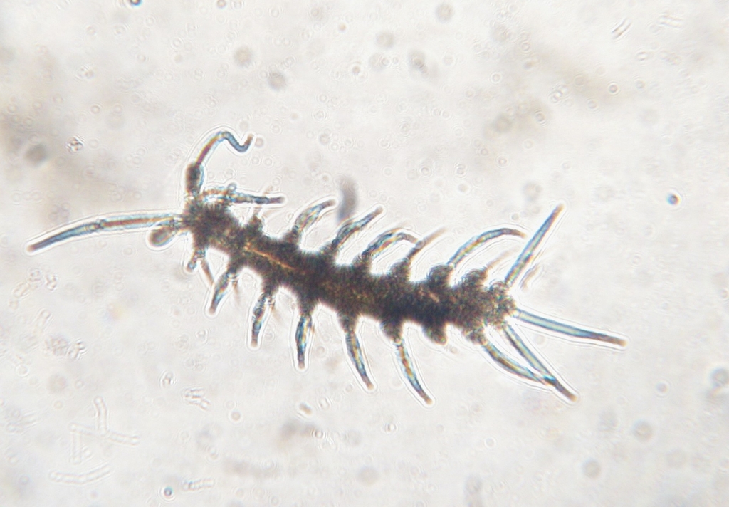 Mesonerilla intermedia