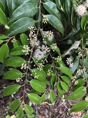 Syzygium levinei