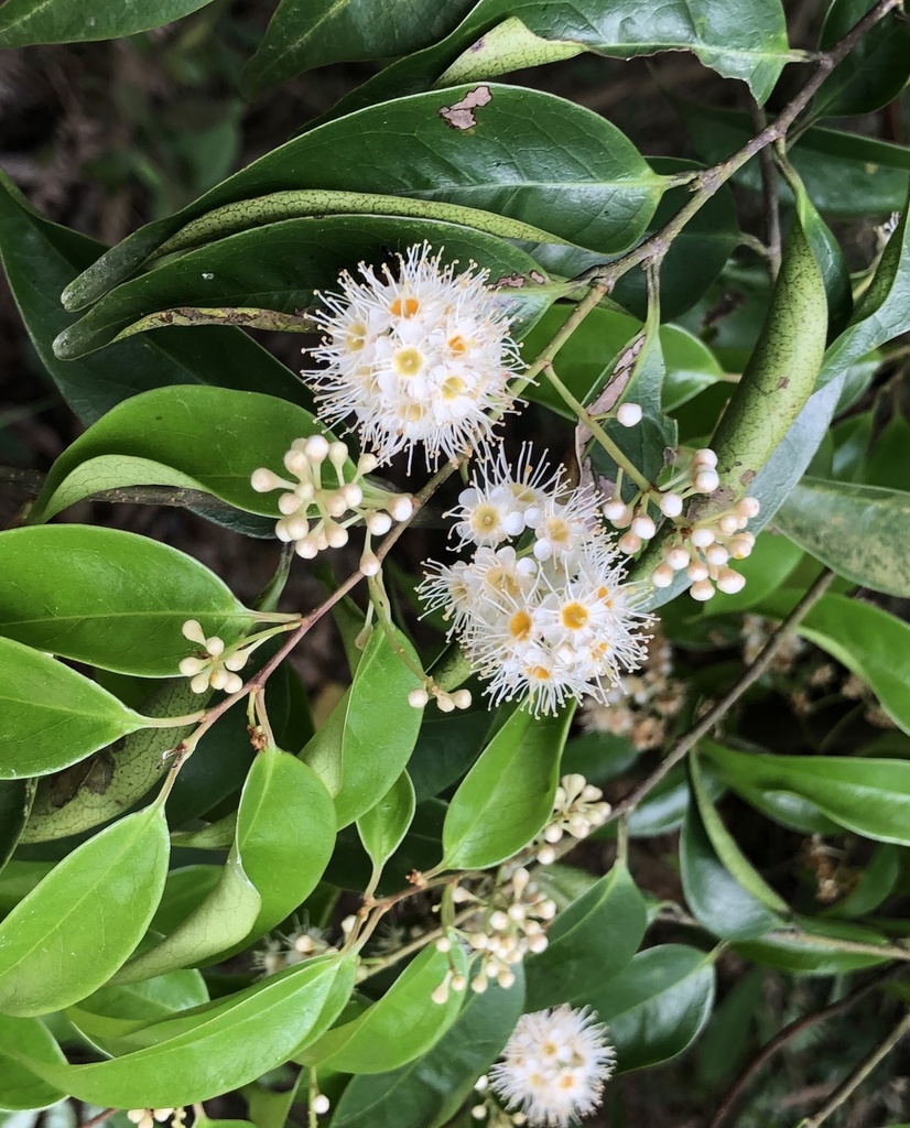 Syzygium levinei