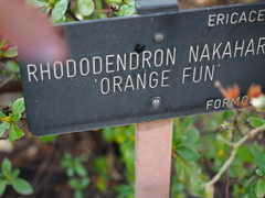 Rhododendron nakaharai