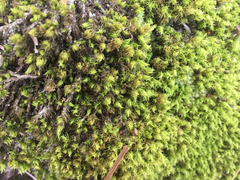 Dicranum condensatum