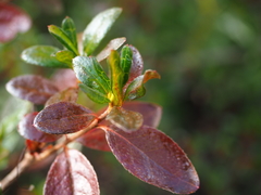 Rhododendron nakaharai