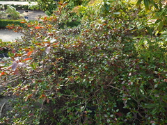 Rhododendron nakaharai