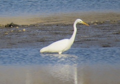 Ardea alba