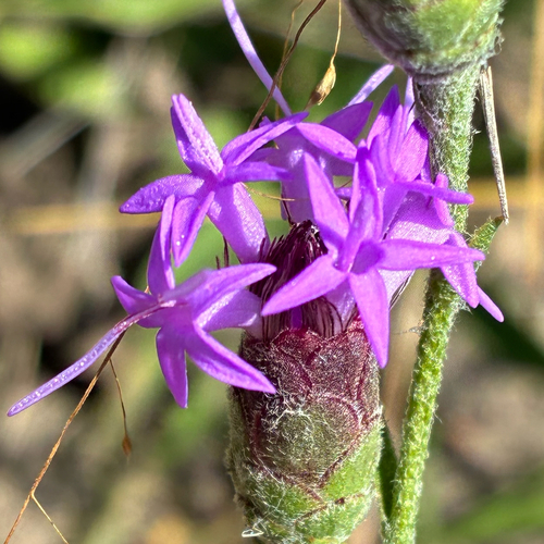 Liatris cymosa observed 2026-07-10