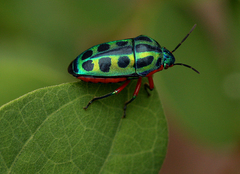 Calidea dregii