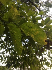 Bischofia polycarpa