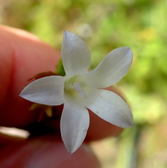 Prismatocarpus schlechteri