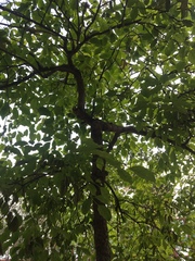 Bischofia polycarpa