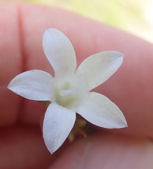 Prismatocarpus schlechteri
