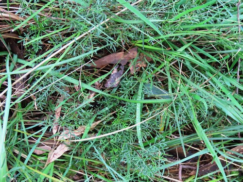 Brachyscome multifida, photograph 4