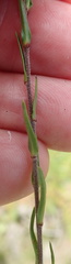 Prismatocarpus schlechteri