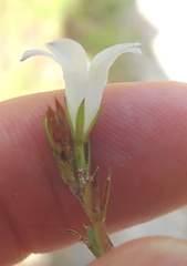 Prismatocarpus schlechteri