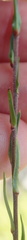 Prismatocarpus schlechteri