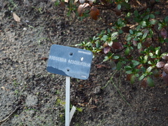 Rodgersia aesculifolia