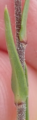 Prismatocarpus schlechteri