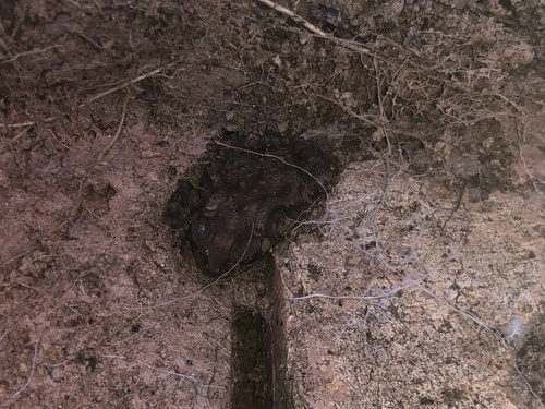 Asian Common Toad