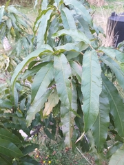 Prunus persica nucipersica