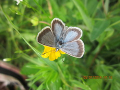 Aricia nicias
