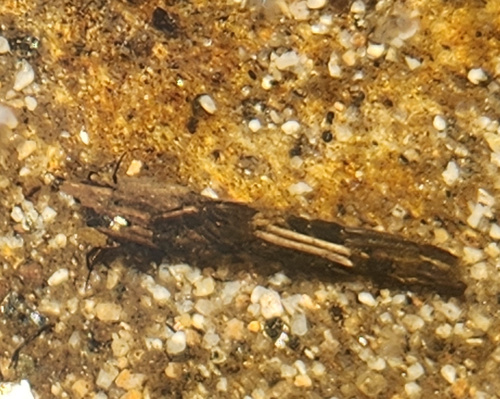 iNaturalist observation photo of Dicosmoecus gilvipes