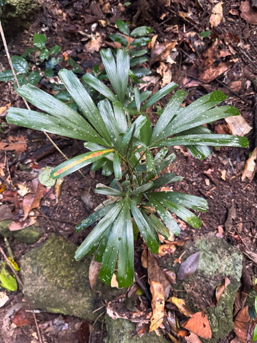 Calamus caryotoides, photograph 6