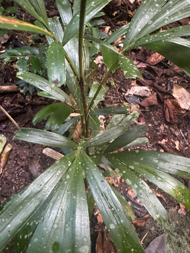 Calamus caryotoides, photograph 4