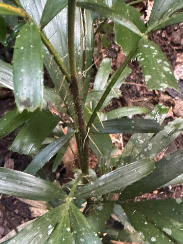 Calamus caryotoides, photograph 5