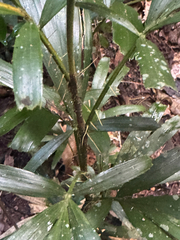 Calamus caryotoides, photograph (c) Ian Dickie, some rights reserved (CC BY)
