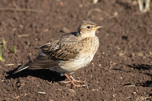 Alauda arvensis observed 2026-07-10