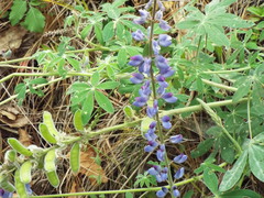Lupinus caballoanus