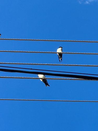 Blue-and-white Swallow